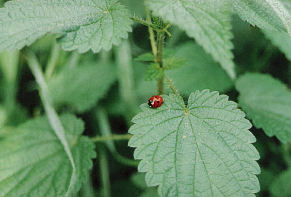 Lady beetle on a stinging nettle