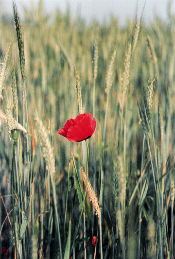 Red poppy in a rye field