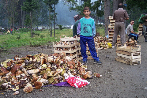 Wild mushrooms picking in Romania