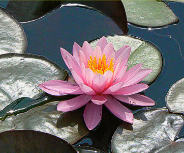 Elisiana: a rosy water lily