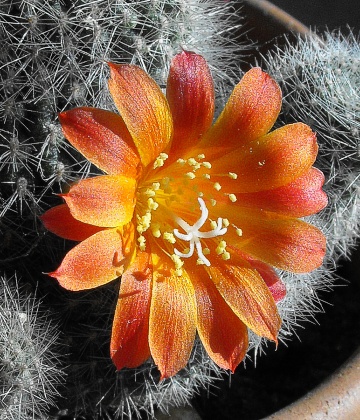 Mammillaria flower