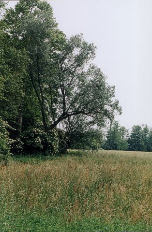 Meadow close to the river Ticino