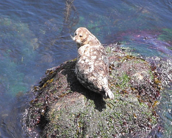 Common seal in natural habitat