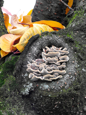 Mushrooms in a tree cavity