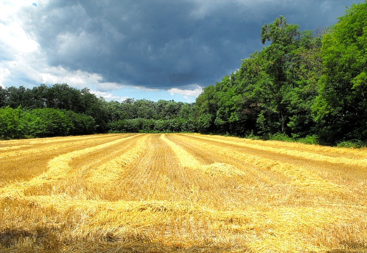 Harvested barley field