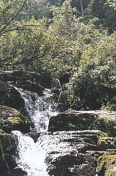 A brook in Gran Paradiso National Park