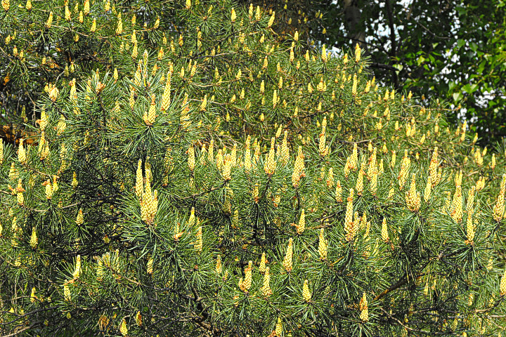 Pinus Silvestris in full bloom