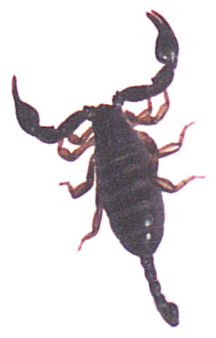 An Italian scorpion