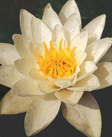 Nymphea alba flower