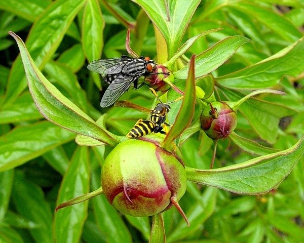 A wasp and a fly