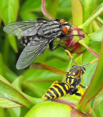 Detail of a wasp and a fly