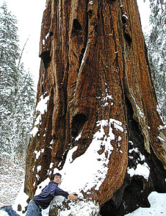 Sequoia lower trunk with 30 cm thick bark