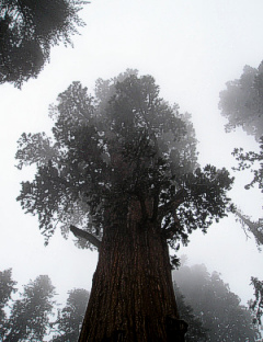 Sequoia branches playing with passing clouds